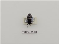 藏品(望月鍬形蟲)的圖片